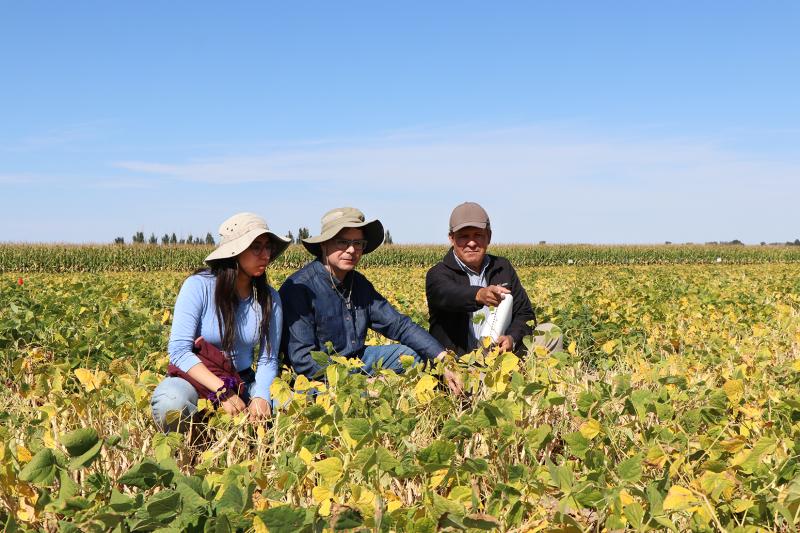 Bean breeders scout fields for desirable bean traits 
